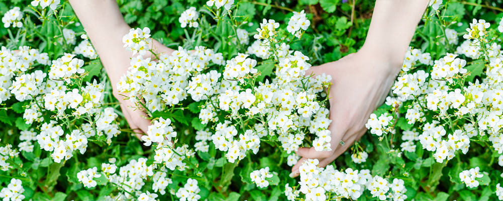 Sweet alyssum